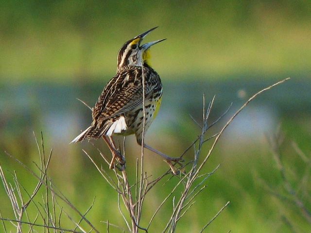 Eastern Meadowlark